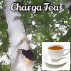 チャガ茶